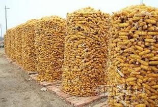 燁邦絲網供應圈玉米電焊網綠色環保優質產品